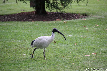 SYDNEY20120430 113129