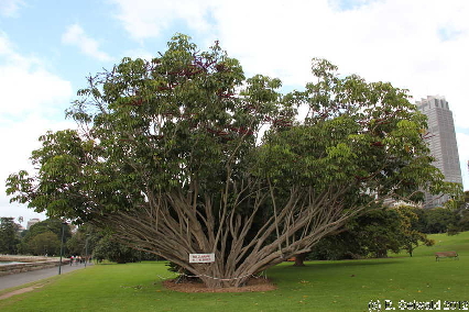 SYDNEY20120430 114428