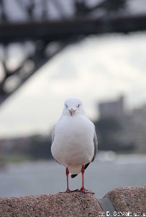 SYDNEY20120430 123634