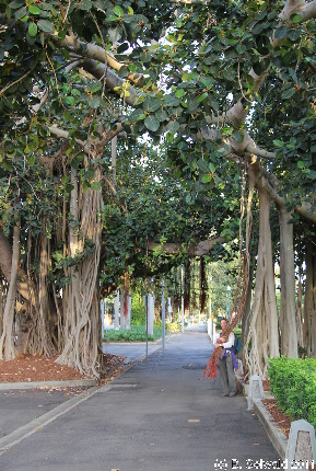 MAGNETICISLAND20111112 065850
