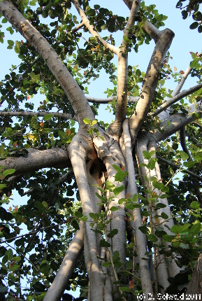 MAGNETICISLAND20111112 070308