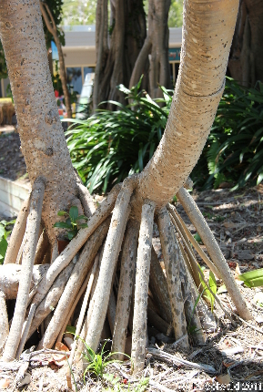 MAGNETICISLAND20111112 134303