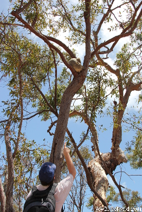 MAGNETICISLAND20111113 114723