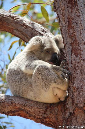 MAGNETICISLAND20111113 114810