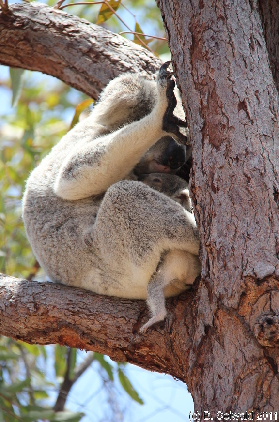 MAGNETICISLAND20111113 114840