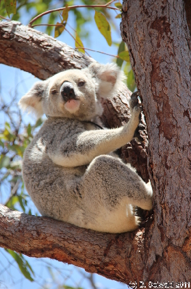 MAGNETICISLAND20111113 114943