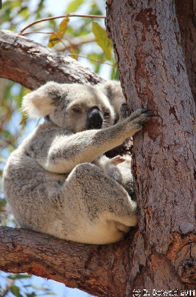 MAGNETICISLAND20111113 115034