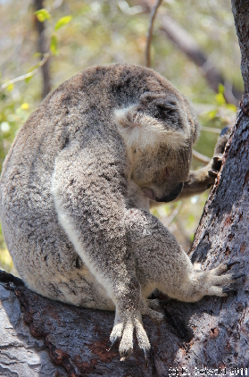 MAGNETICISLAND20111113 120045