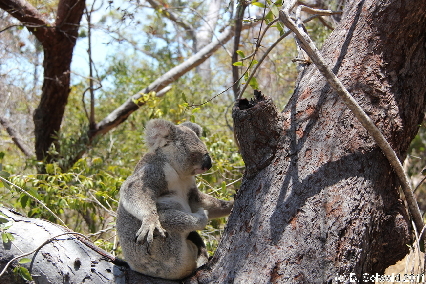 MAGNETICISLAND20111113 120148