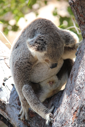 MAGNETICISLAND20111113 125157