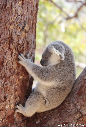 MAGNETICISLAND20111113 125357