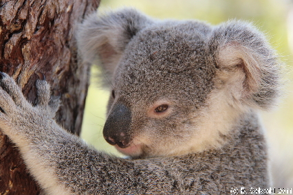 MAGNETICISLAND20111113 125422