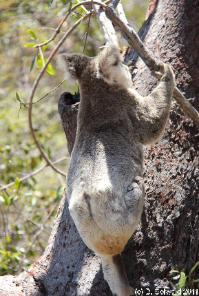 MAGNETICISLAND20111113 125624