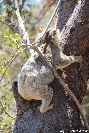 MAGNETICISLAND20111113 125629
