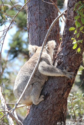 MAGNETICISLAND20111113 125632