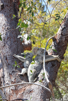 MAGNETICISLAND20111113 134754