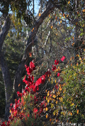 MAJURA20130511 101215