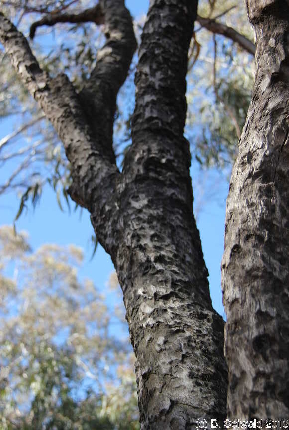 MAJURA20130511 133026