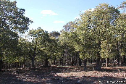 MAJURA20130511 143147