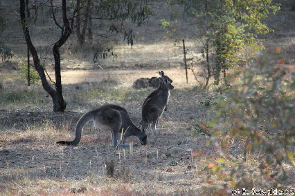 MAJURA20130511 154651