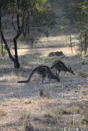 MAJURA20130511 154711