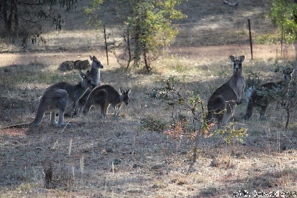 MAJURA20130511 154822