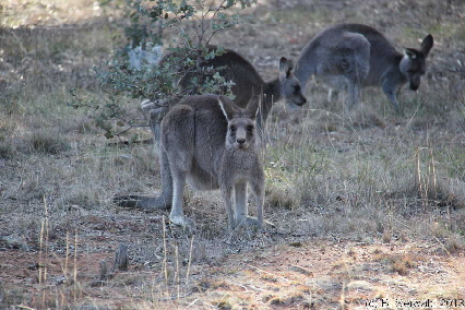 MAJURA20130511 155052