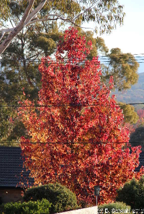 MAJURA20130511 160935