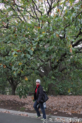 MELBOURNE20110704 125842