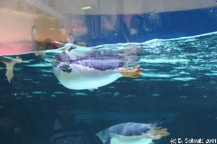 MELBOURNE20110704 140051