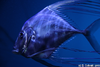 MELBOURNE20110704 140443