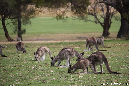 MELBOURNE20111230 090618