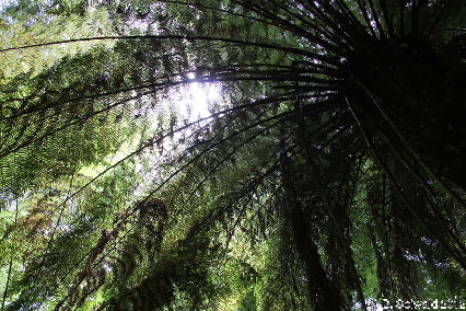 MELBOURNE20111230 121321