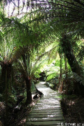 MELBOURNE20111230 121508