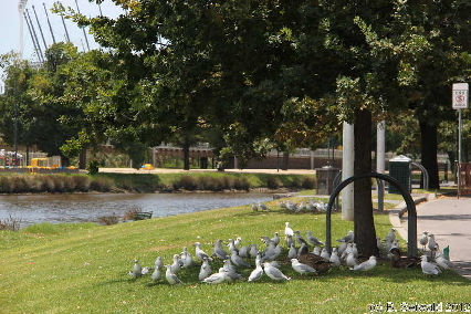MELBOURNE20120102 130324