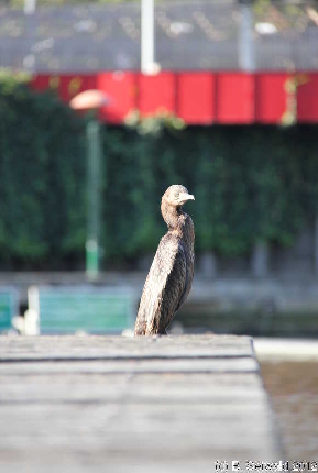 MELBOURNE20120102 183711