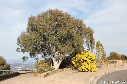 MOUNTAINSLIE 20110904 084830