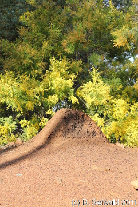 MOUNTAINSLIE 20110904 091715