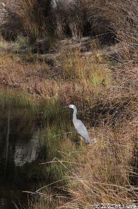 Majura20140803 141656