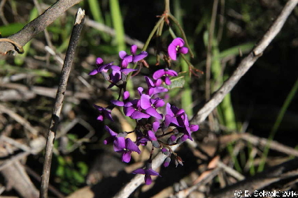 Majura20140803 151920