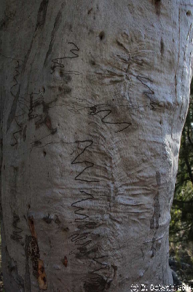Majura20140803 152531