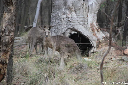 MtMajura20141122 175637