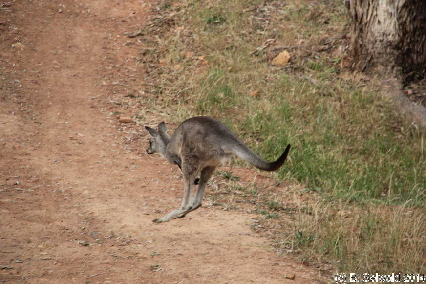 MtMajura20141122 175646