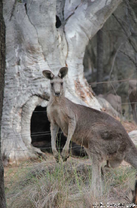 MtMajura20141122 175758