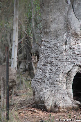 MtMajura20141122 175832