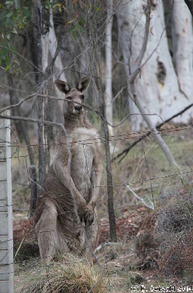 MtMajura20141122 175912