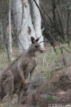 MtMajura20141122 175925