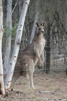 MtMajura20141122 175934