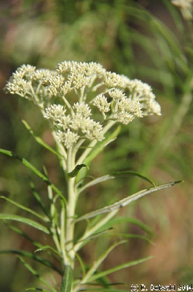 MtMajura20141122 181156