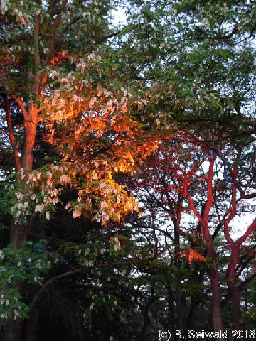 NaraCandleFestival20131026 193344
